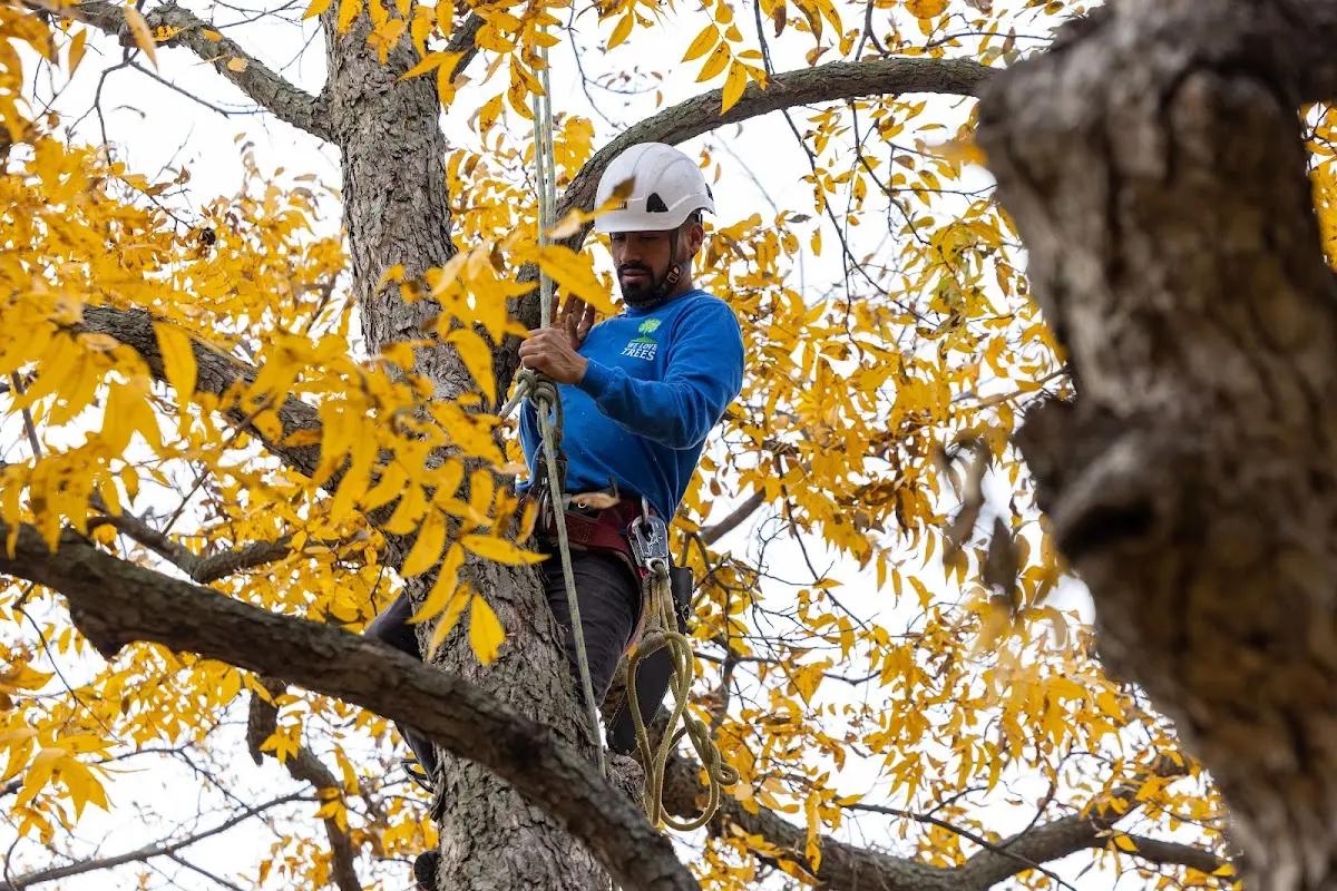 Skilled Tree Planting crew working in Pardeeville